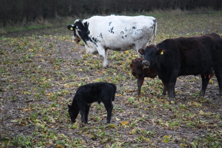 The black calf was born in the field.