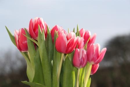 Pink tulips in the sun.