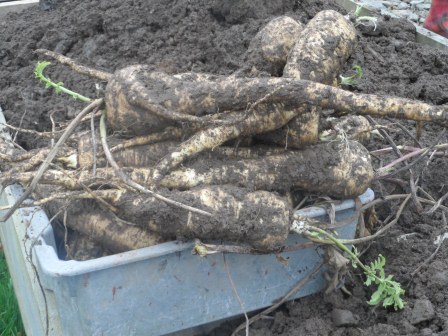 Freshly dug parsnips!
