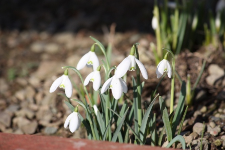 Snowdrops.