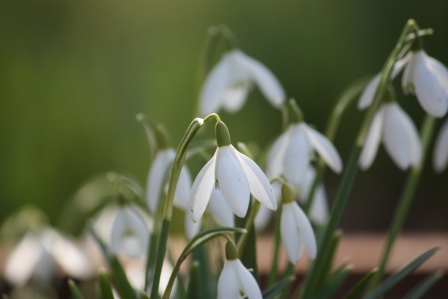 Snowdrops from Wexford.