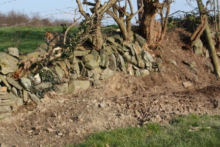 Clearing a new flower bed.