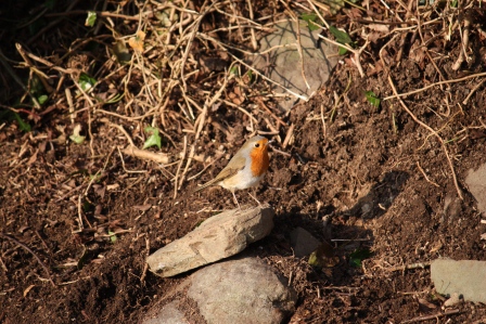 The robin coming very close to where I was working.