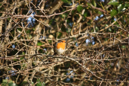 An Irish Robin.