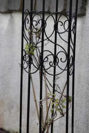 Clematis 'Bagatella' (Dorothy Walton).