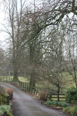 Sheila and Jim's driveway.  I love the trees!