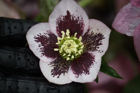 A beautiful Hellebore.