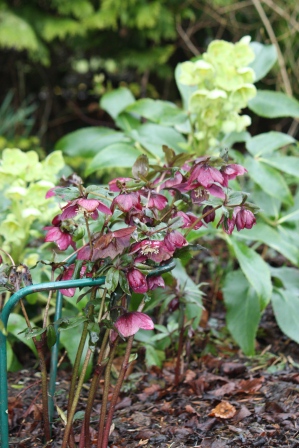 Hellebores.