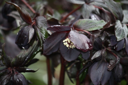 Near black Hellebore.