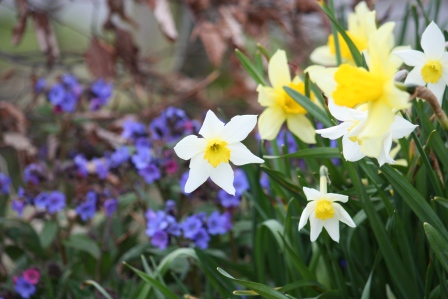 The pulmonaria is lovely with the daffodils!