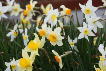 A variety of different daffodils.