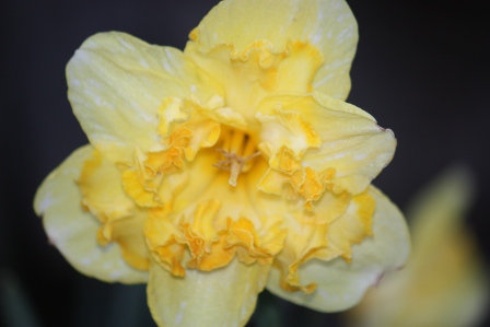 Narcissi Blazing Starlet.