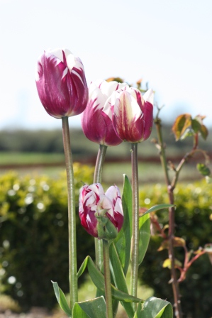 Tulip Blueberry Ripple.