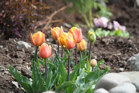 Freeman tulip.