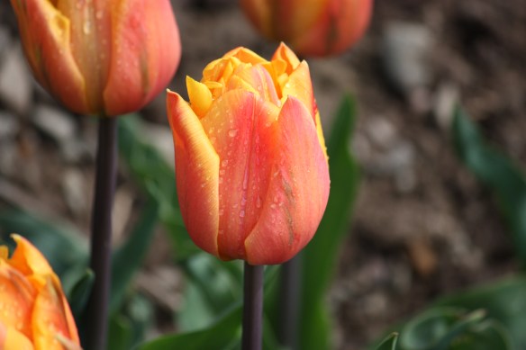 Freeman tulip after the rain.