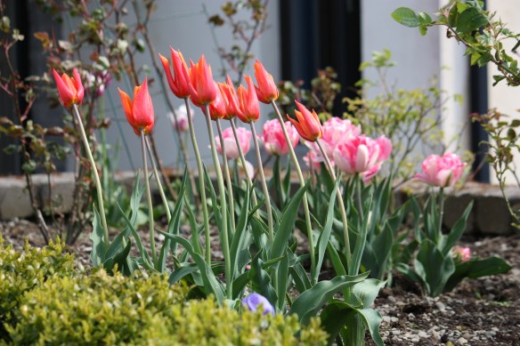 My lily flowered "Ballerina" tulips are dancing in the wind!