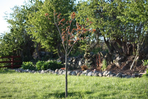 Cherry tree in new home near the ditch wall garden.