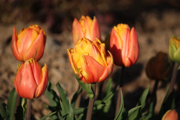 Freeman tulip in the evening sunset.
