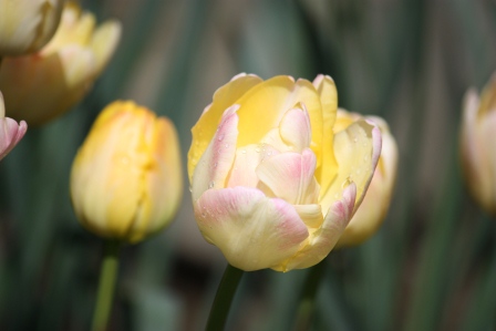Tangerine Tango Tulip.