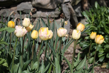 Tangerine Tango Tulips. These are a very light yellow, with only hints of orange, and some with hints of pink.