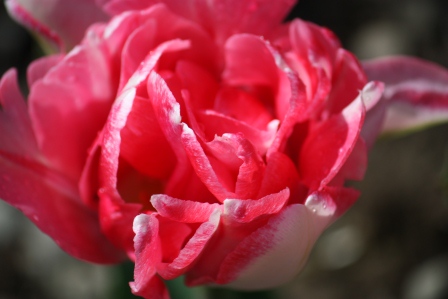 My "showiest" Tulip: Foxtrot.