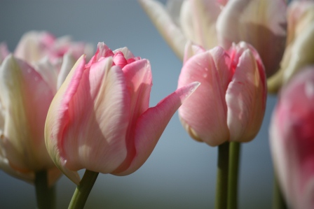 Double late Angelique Tulip.