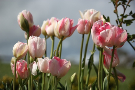 Double late Angelique tulip with a gray sky backdrop!