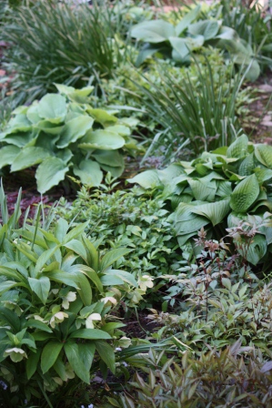 Hellebores & Hostas.