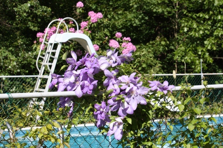 The morning glories have been replaced with lovely Clematis.