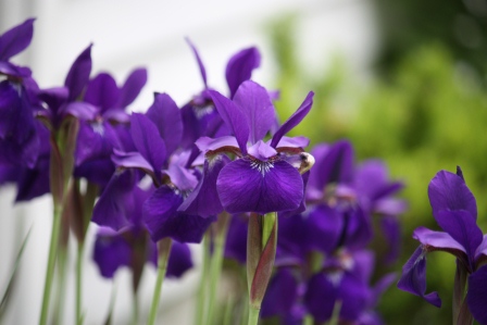 Gorgeous Iris in Robin B's garden!
