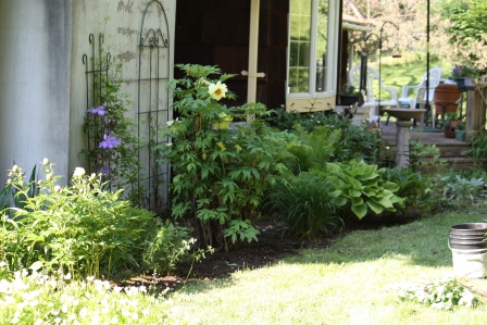Betty and Harold's beautiful back garden.