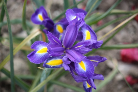 Dutch Iris Blue Magic.