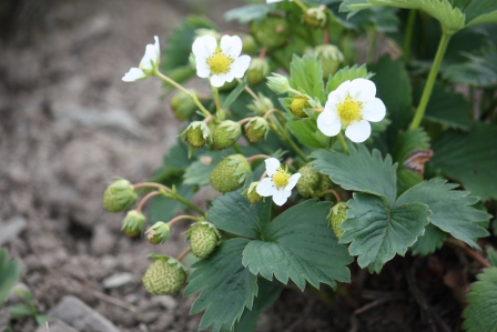 Strawberry plants.
