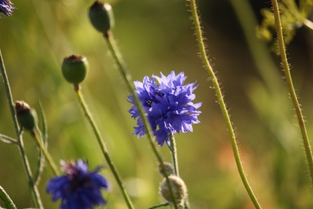 Just a bit of blue ...