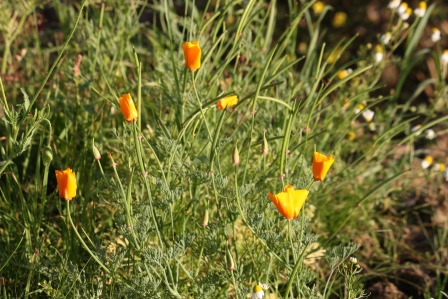 Wild orange poppies.