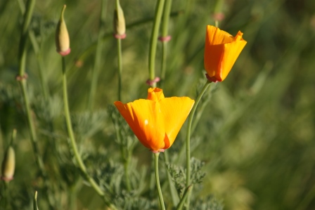 Wild orange poppies.