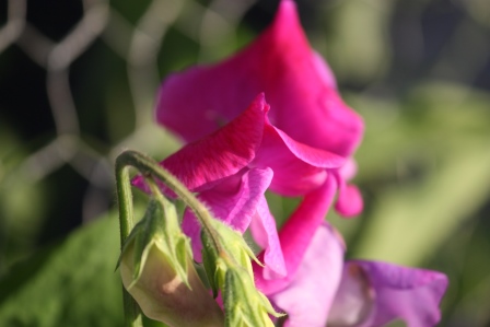 One sweet pea  in full bloom and one starting to open.