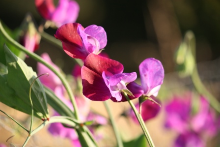 Multicolored sweet pea.