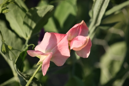 A light shade of pink sweet pea.