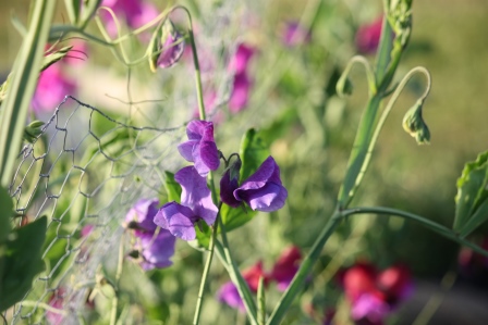 Purple. What's not to like?