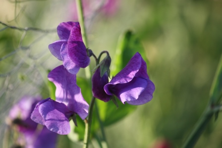 Purple sweet pea.