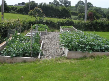 Our vegetable beds. Potatoes in the right front bed.