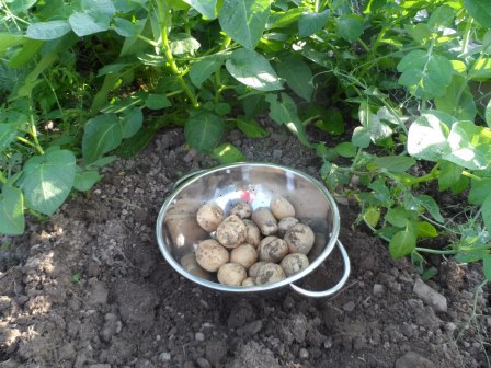 Last year's early crop of potatoes!