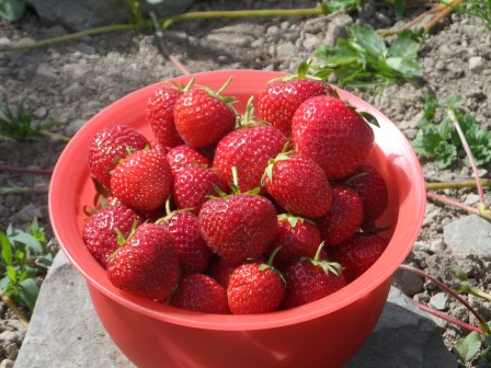 Bumper crop of Strawberries!