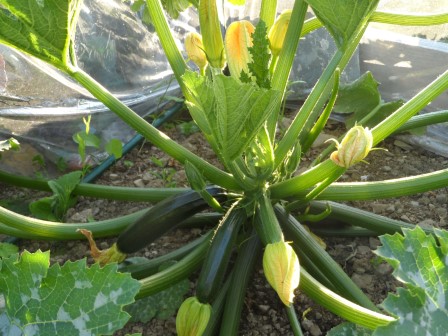 Our happy zucchini plant in its own mini-green house!