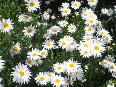 Happy summer flowers!