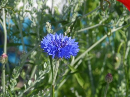 More beautiful blue.