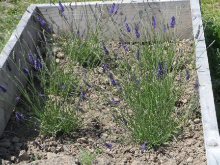 Lavender angustifolia in a raised bed.