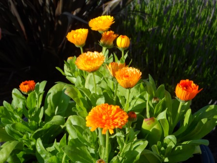 Some other flowers among the lavender.