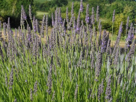 My lavender - possibly Grosso Lavandin.